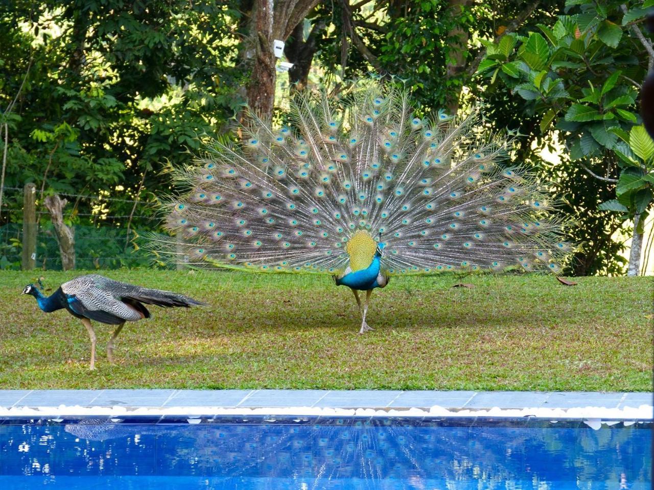 Villa Tropical Dream